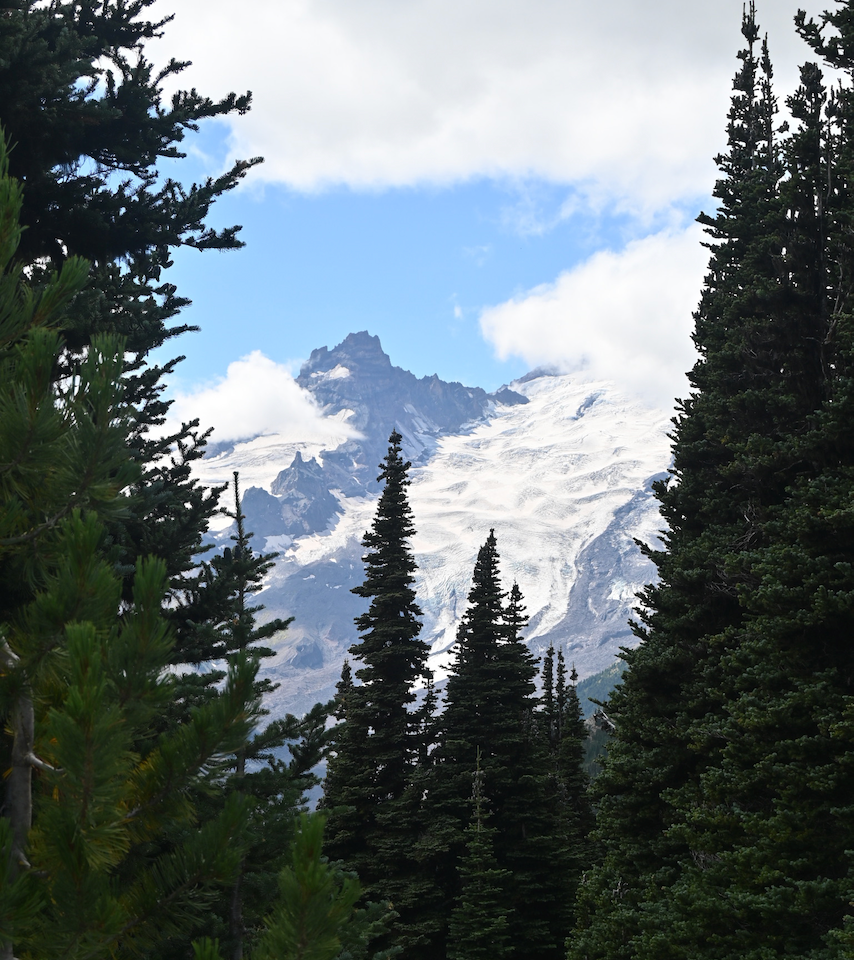 Mount Rainier, between trees
