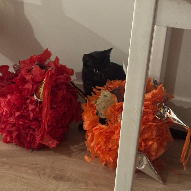 Beau, destroying a piñata