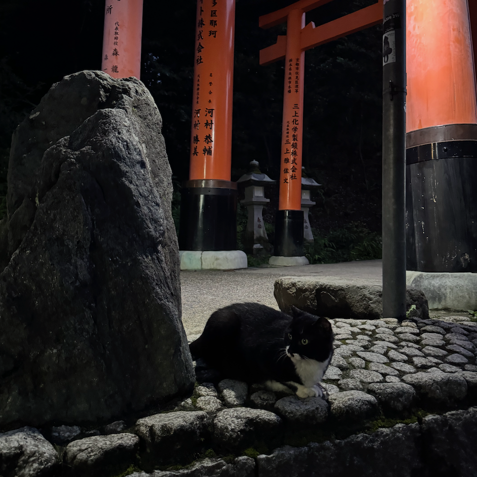 Cat, guarding a shrine