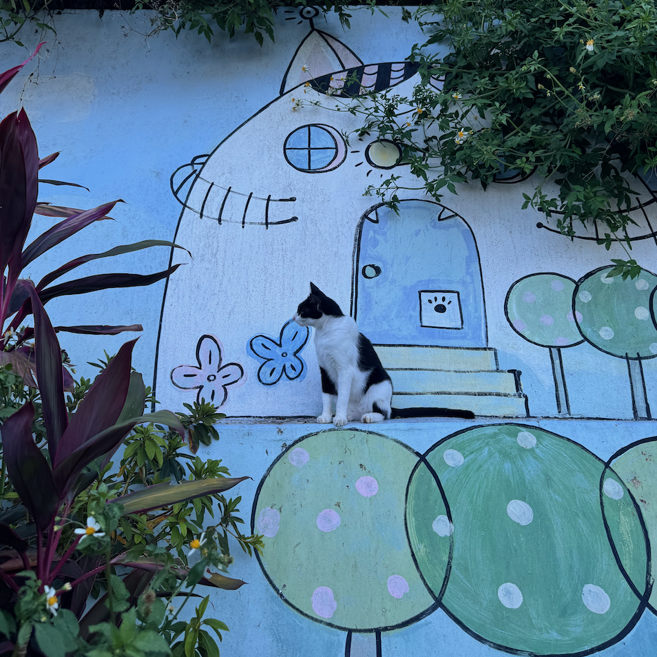 Cat, on a perch